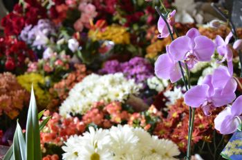 SEDEC apreende flores que estavam sendo vendidas de forma irregular em Vitória