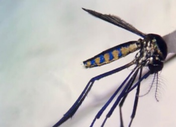 mosquito Sabethes albiprivus