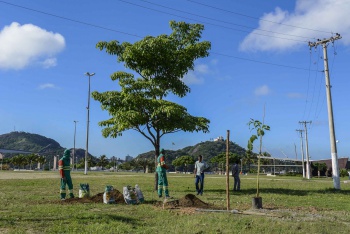 Plantio de árvores na Praça do Papa