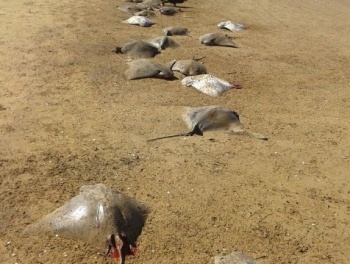 Arraias mortas na praia de Camburi