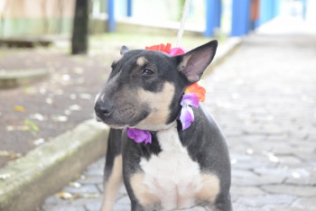 Bull Terrier à espera de adoção no CVSA