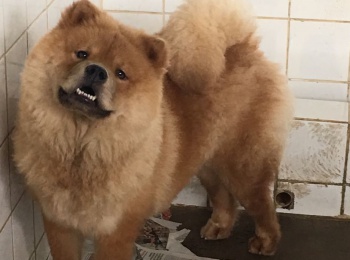 Chow Chow à espera de adoção no CVSA