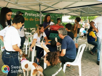 feira adoção animais