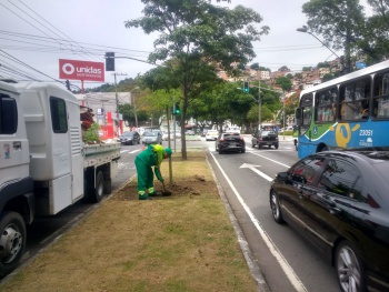 Plantio de árvores na avenida Vitória