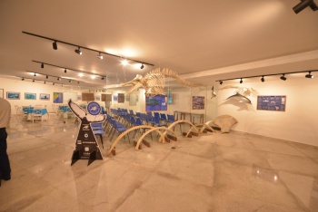 Instituto Baleia Jubarte