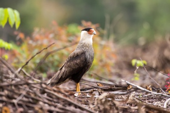 Exemplar de fauna presente no Parque da Fonte Grande