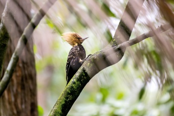 Exemplar de fauna presente no Parque da Fonte Grande