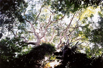 Exemplar de flora presente no Parque da Fonte Grande