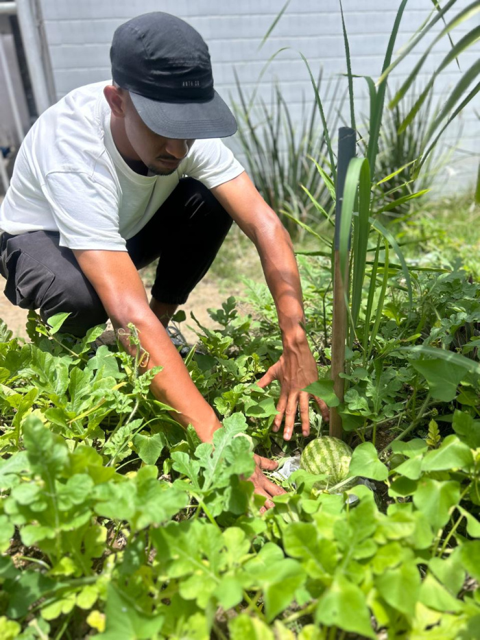 Restaurante Popular de Vitória tem horta urbana e começa a colher os primneiros frutos