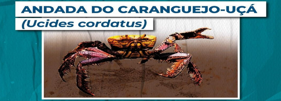 Vitória reforça ações educativas durante o período de defeso do caranguejo-uçá